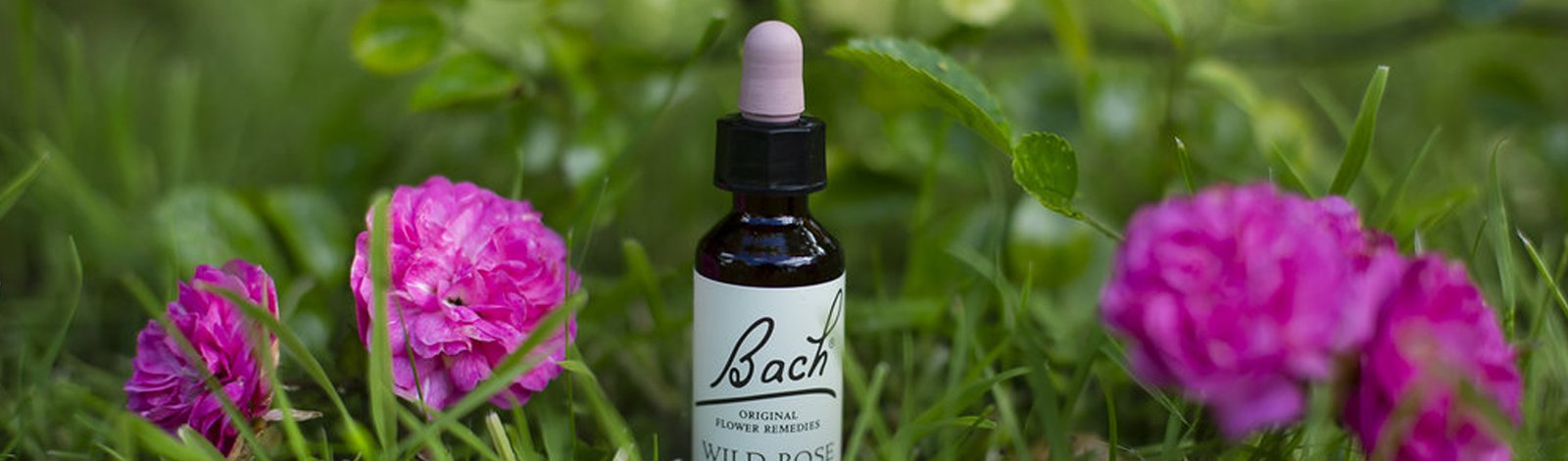 BACH FLOWER REMEDIES WORKSHOP